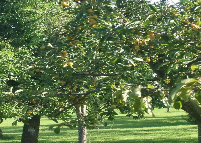 Charming In Ardennes Apartment